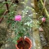 Japanese Rose Plant 'For Your Home' » Rose Plants