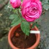 Japanese Rose 'For Your Home' » Rose Plants