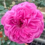 ‘Hector’ Rose