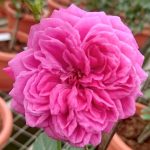 ‘Hector’ Rose