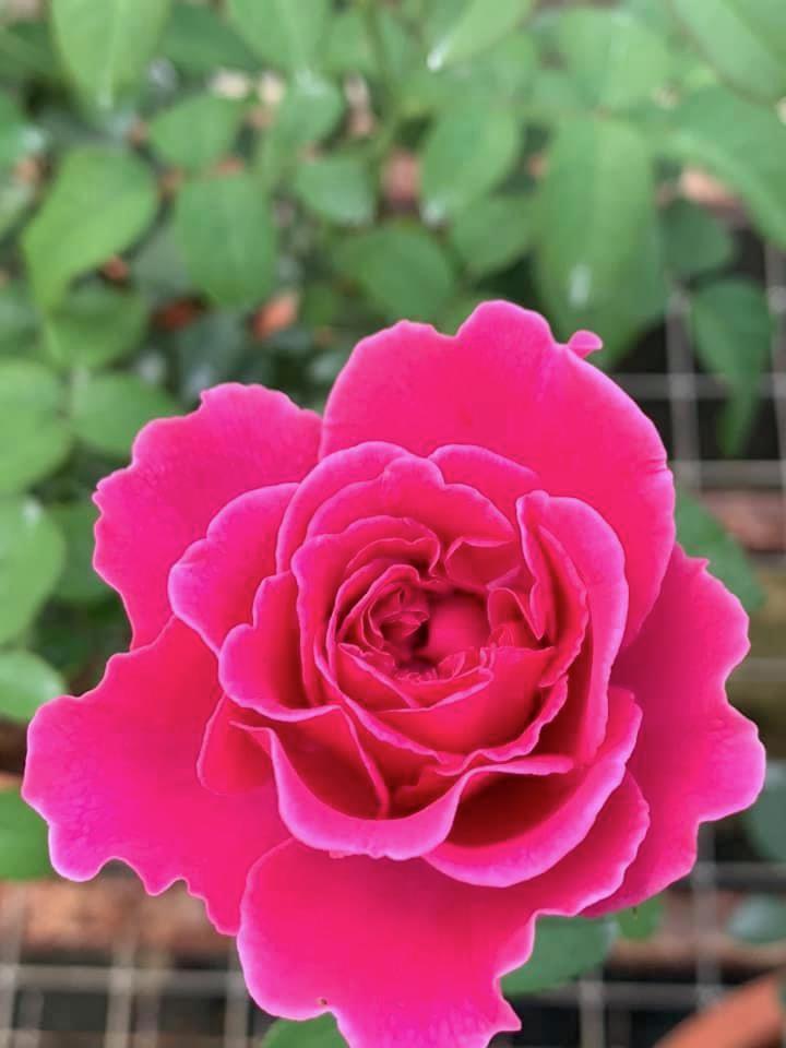 Rosa 'James L Austin' » Rose Plants