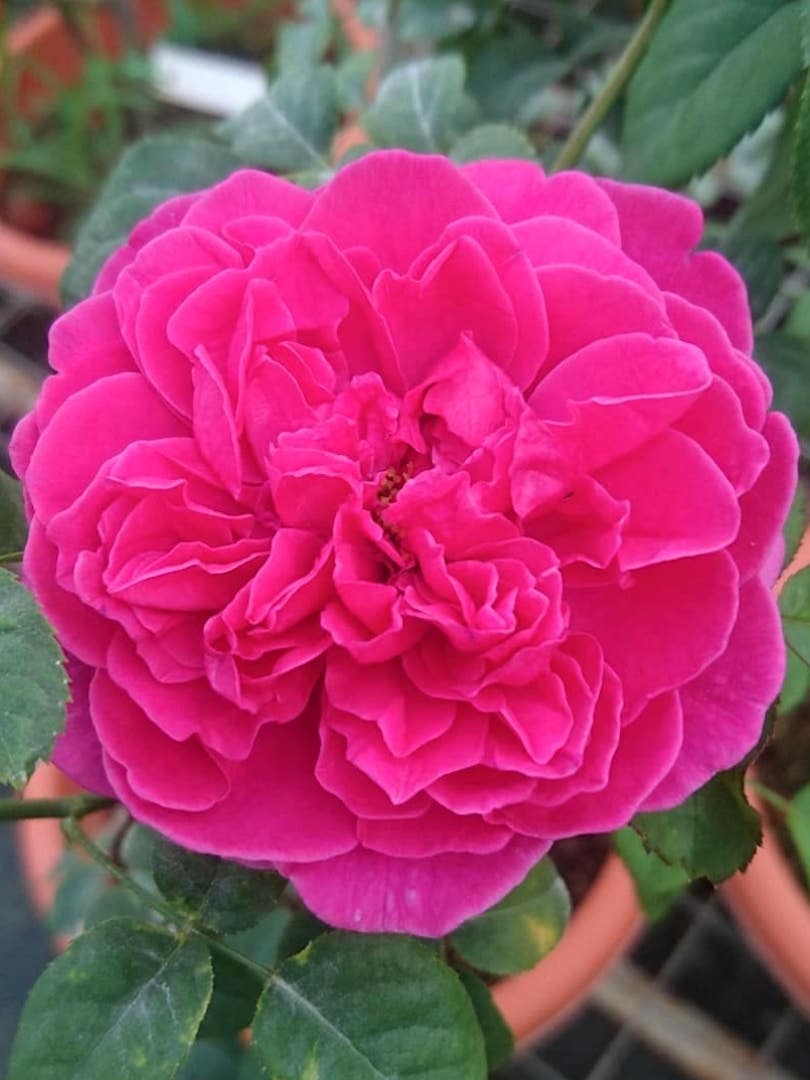 Rosa 'James L Austin' » Rose Plants