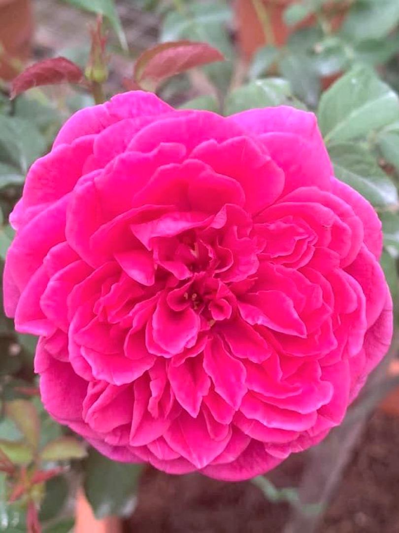 Rosa 'James L Austin' » Rose Plants