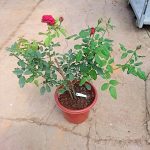 'Janice Kellogg' Rose Plant