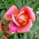 Rosa 'Kaleidoscope' Blooming » Rose Plants