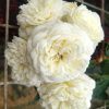Rosa 'Kronprinsesse Mary' Cluster-Flowered Blooms » Rose Plants