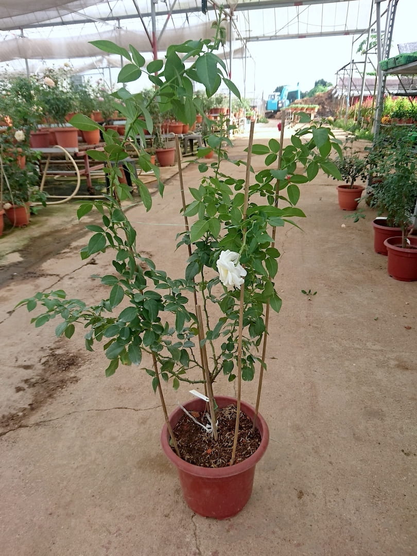 'Lady Romantica' Rose Plant » Rose Plants