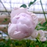 Japanese Rose 'Lucifer' Blooming » Rose Plants