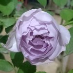 Japanese Rose 'Lucifer' » Rose Plants