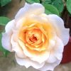 'Marc-Antoine Charpentier' Rose » Rose Plants