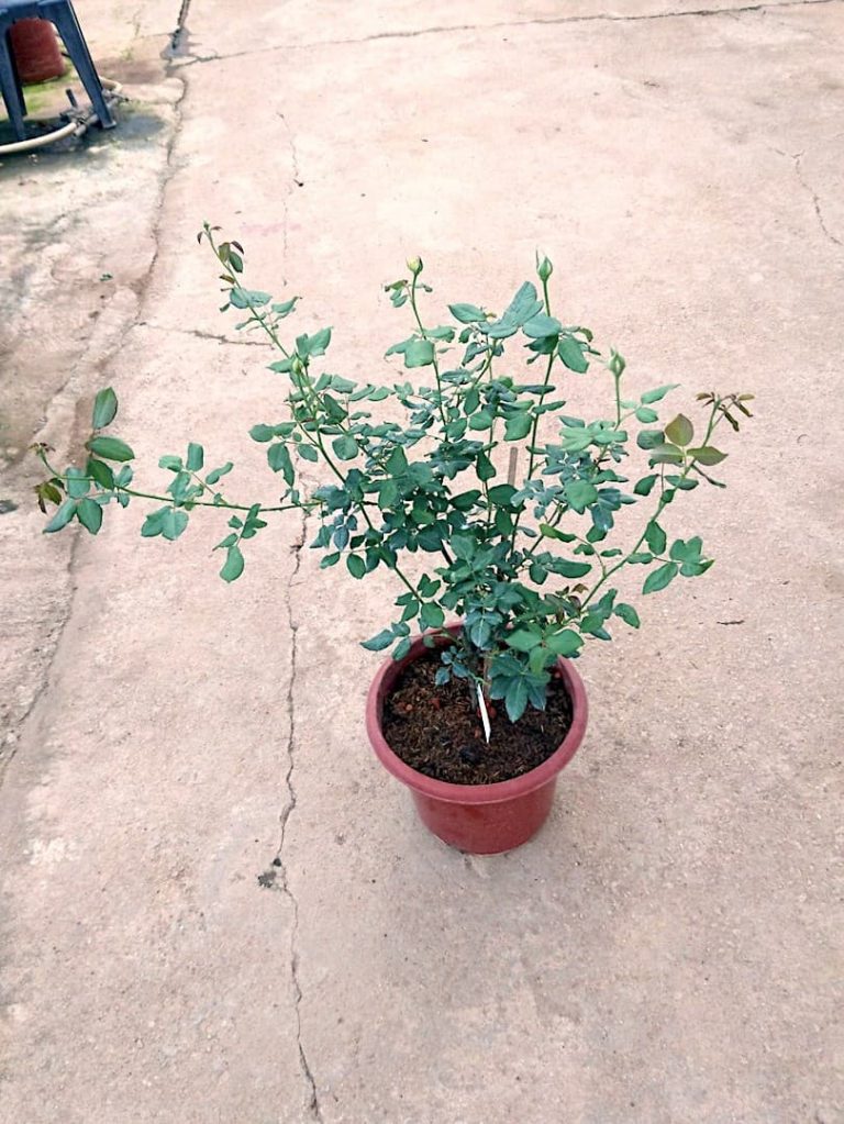 ‘Masora’ Rose » Rose Plants • Teo Joo Guan Horticulture