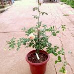 'Masora' Rose Plant » Rose Plants