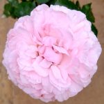 Rosa 'Miranda' » Rose Plants