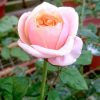 'Notting Hill' Rose Blooming » Rose Plants