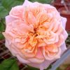 'Notting Hill' Rose » Rose Plants