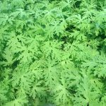 Pelargonium Leaves » Herbs 'n' Spices