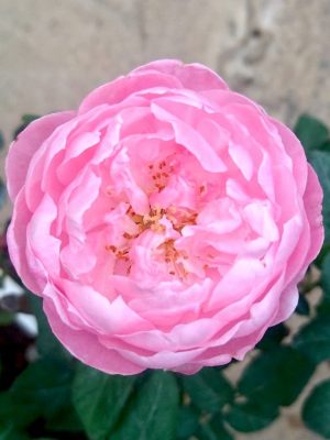 ‘Plume’ Rose