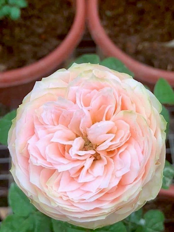 'Pride of Jane' Rose » Rose Plants • Teo Joo Guan