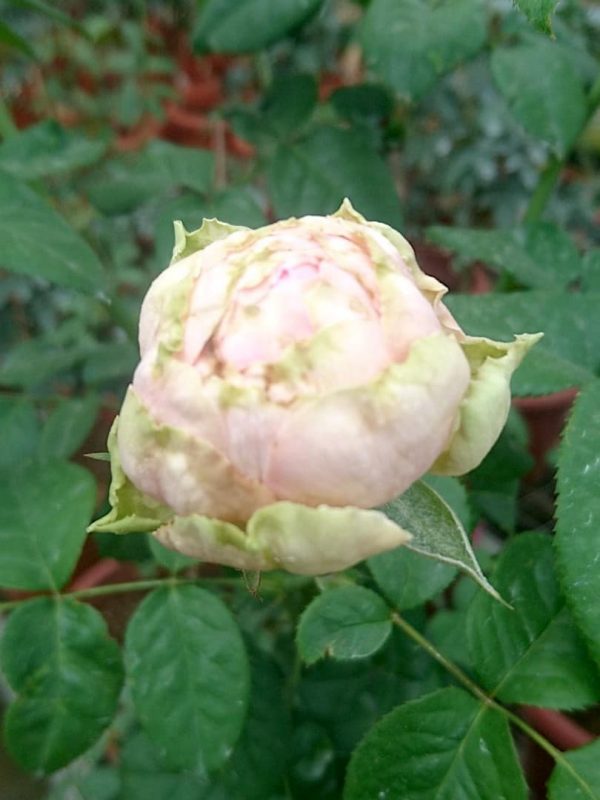 Pride of Jane' Rose – Teo Joo Guan
