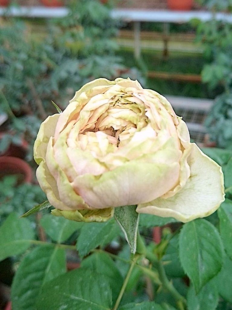 'Pride of Jane' Rose » Rose Plants • Teo Joo Guan