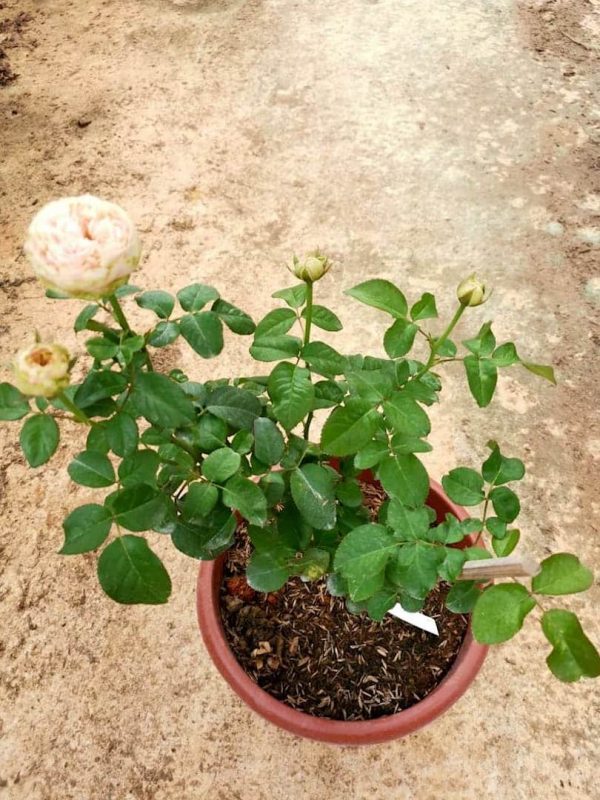 Pride of Jane' Rose – Teo Joo Guan