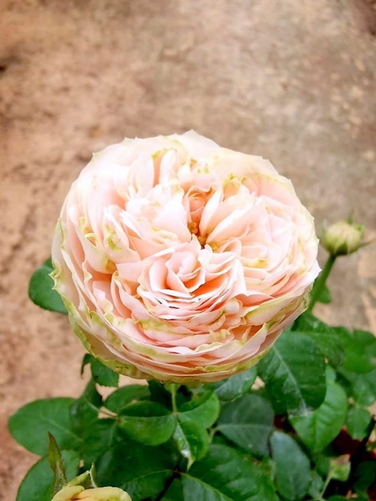 'Pride of Jane' Rose » Rose Plants • Teo Joo Guan