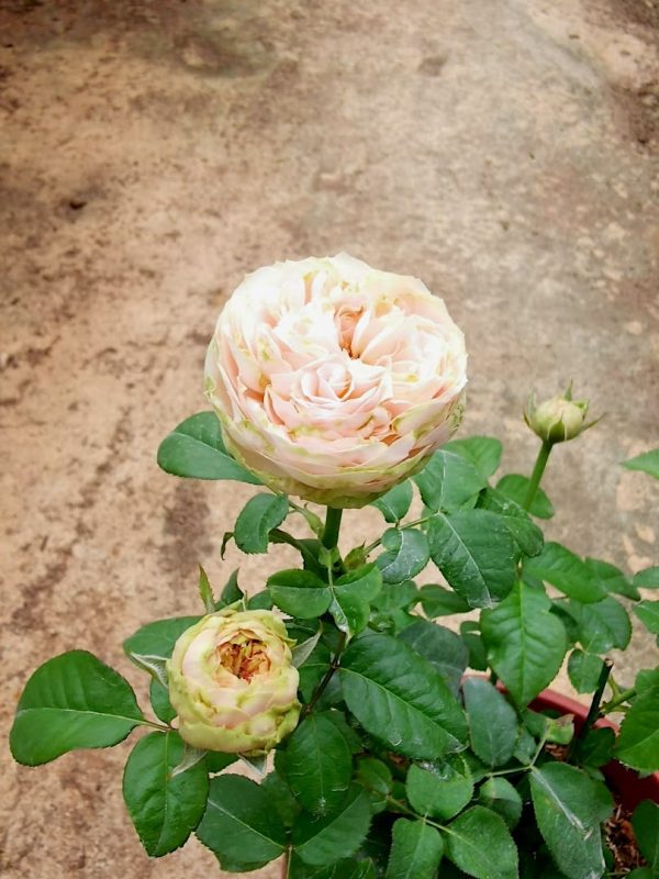 Pride of Jane' Rose – Teo Joo Guan