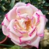 Rosa 'Princesse de Monaco' » Rose Plants