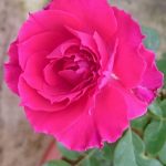 ‘Ramukan’ Rose