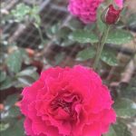 ‘Ramukan’ Rose