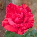 ‘Red Intuition’ Rose