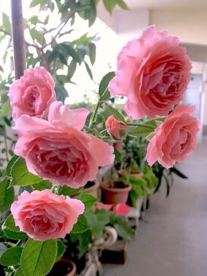‘Romantic Tutu’ Rose