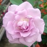 ‘Seiryu’ Rose