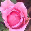 'Sweet Lady' Rose » Rose Plants