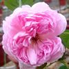 Rosa 'The Ingenious Mr. Fairchild' » Rose Plants