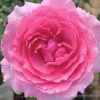Japanese Rose 'Towa Parfan' » Rose Plants
