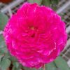 'Artly Close' Rose » Rose Plants