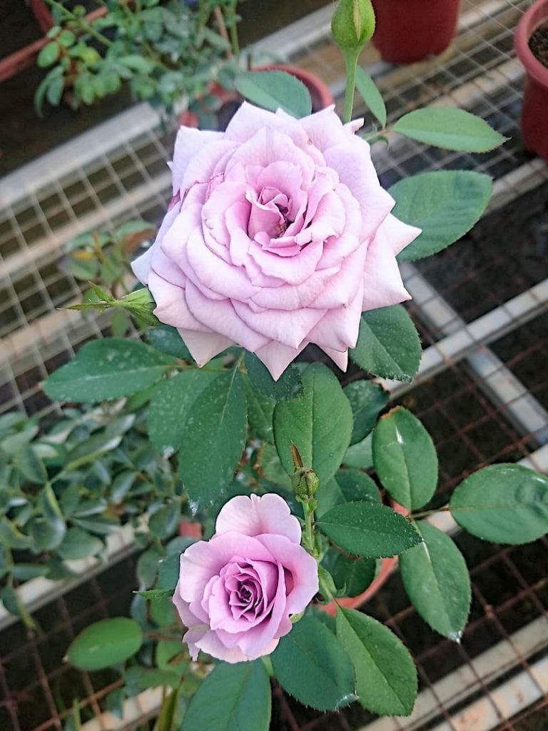 'Blue Moon' Rose » Rose Plants • Teo Joo Guan Horticulture