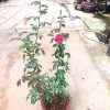 'Chrysler Imperial' Rose Plant » Rose Plants