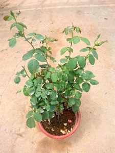 'Dream Come True' Rose » Rose Plants • Teo Joo Guan