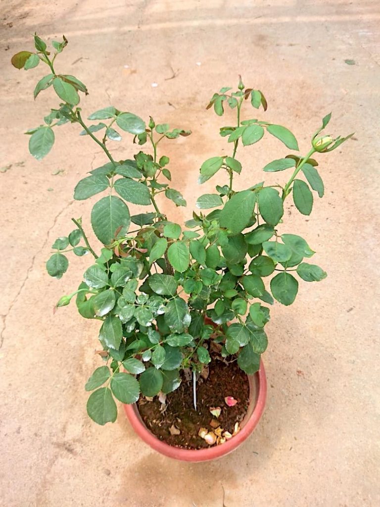 'Dream Come True' Rose » Rose Plants • Teo Joo Guan