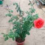 'Emilien Guillot' Rose Plant » Rose Plants