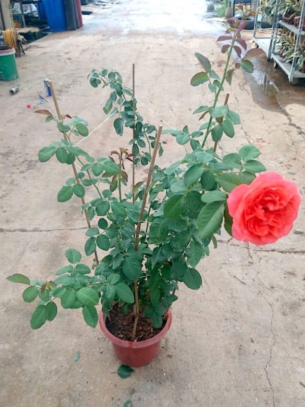 'Emilien Guillot' Rose Plant » Rose Plants