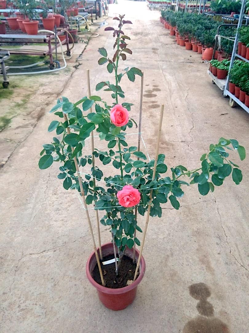 'Emilien Guillot' Rose Plant » Rose Plants 'Emilien Guillot' Rose Plant » Rose Plants