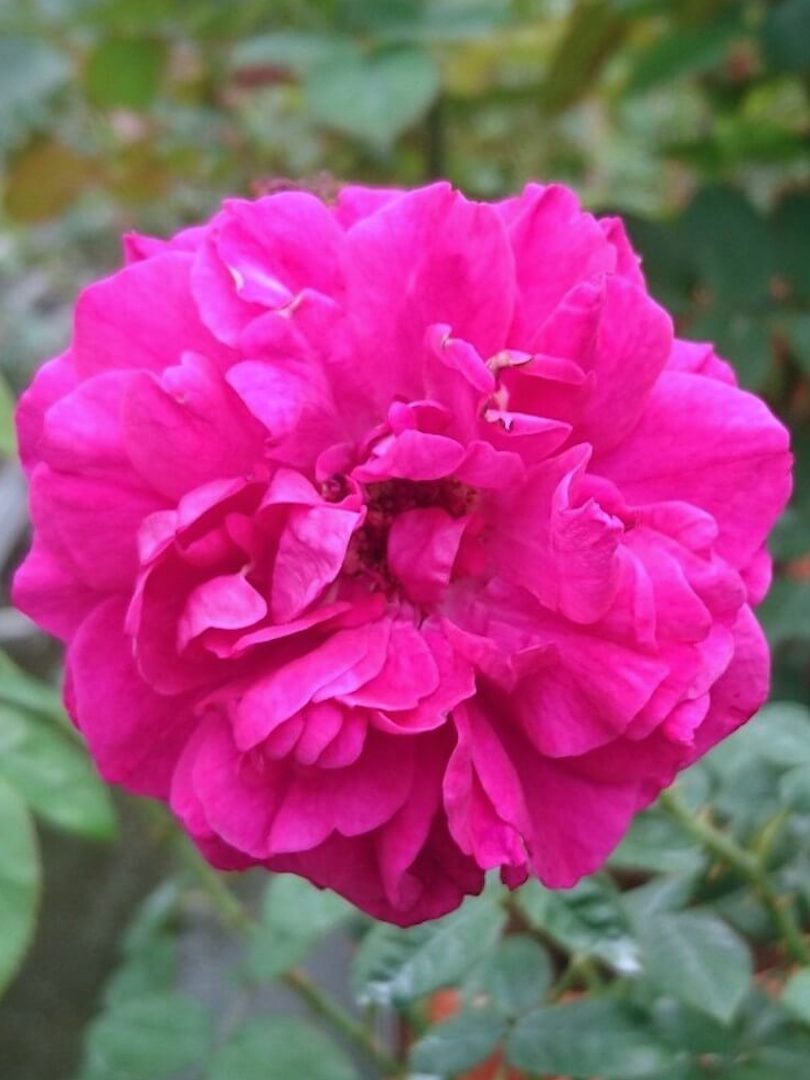 Rosa 'Fisherman's Friend' » Rose Plants