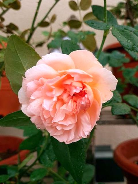 Rosa 'Heaven on Earth' » Rose Plants