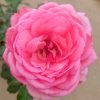 Rosa 'La Rose de Molinard' » Rose Plants