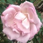 Rosa 'La Rose du Petit Prince' » Rose Plants