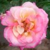 Rosa 'Love and Peace' » Rose Plants