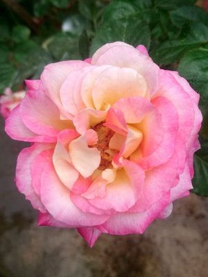 ‘Love and Peace’ Rose